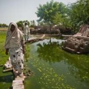 Rice fields submerged by floods in Pakistan