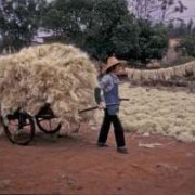 A woman in Guangdong with a wagon load of harvested crops
