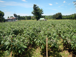 Promoting the Sustainable Development Goals with “win–win” regulations in food and agricultural trade