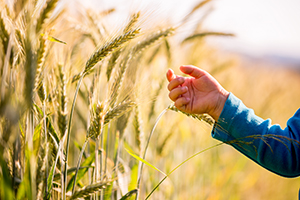 Is Indonesia’s subsidized rice program benefitting its children?