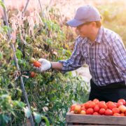 Transitioning to high-value agriculture through cluster-based development Transitioning to high-value agriculture through cluster-based development