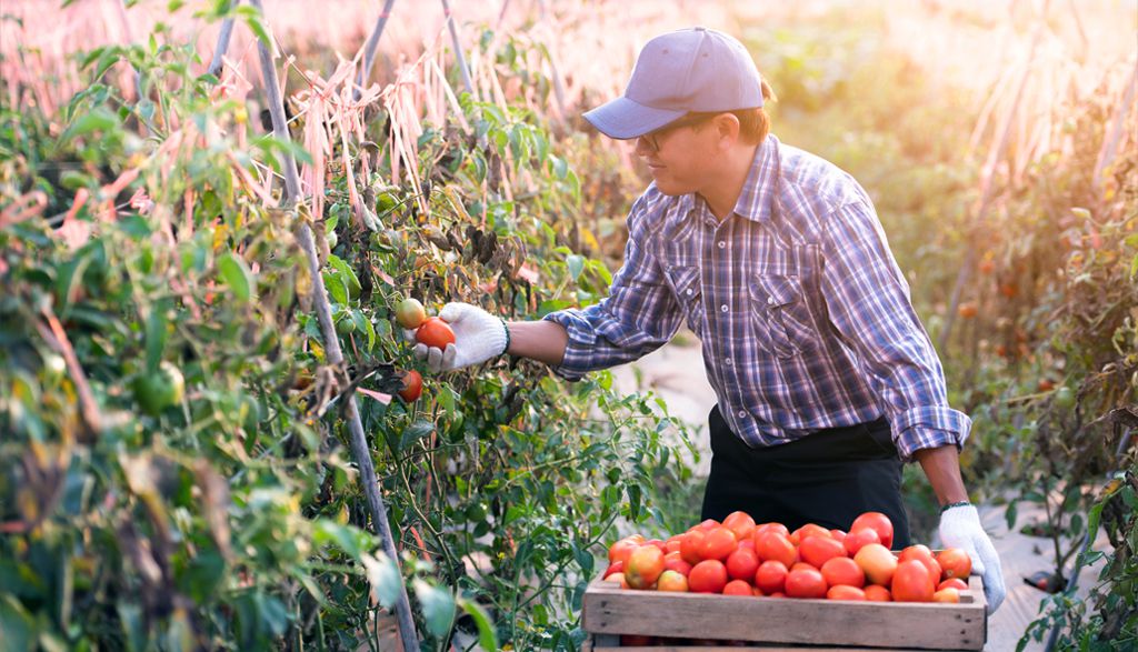 Transitioning to high-value agriculture through cluster-based development