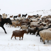 Integrated solutions to rangeland degradation in Mongolia AsiaPathways_image_2560_x_1578px
