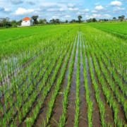 cover_Revitalizing South Asia’s groundwater resources with direct-seeded rice