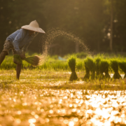 COP28 and beyond: Linking agri-food systems, SDGs, and climate action COP28 and beyond- Linking agri-food systems, SDGs, and climate action