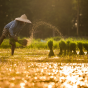 COP28 and beyond- Linking agri-food systems, SDGs, and climate action